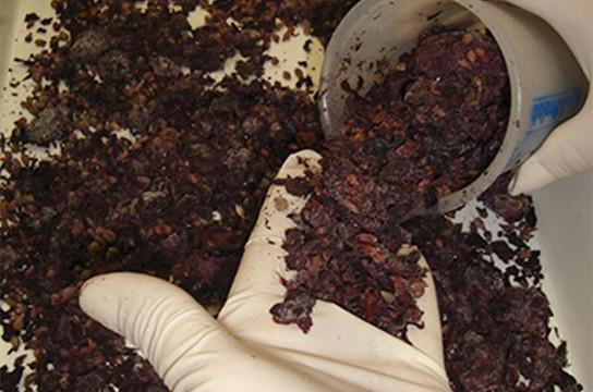 Resíduos de uva são aproveitados contra micro-organismos contaminantes. Foto: Priscila Siqueira Melo