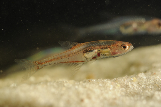 Espécime de Priocharax, gênero de peixes com muitas particularidades. Foto: Ralf Britz.