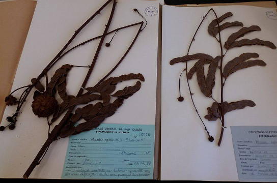 Exemplares do gênero Mimosa que integram o acervo do Herbário da UFSCar. Foto: Gisele Bicaletto