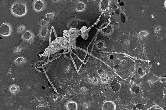 Inseto da família Cecidomyiidae (microscopia eletrônica). Foto: Maria Virgínia Urso-Guimarães.