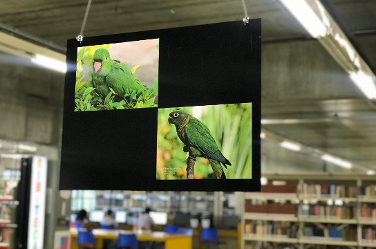 Mostra exibe diversidade de aves brasileiras (Foto: Adriana Arruda - CCS)