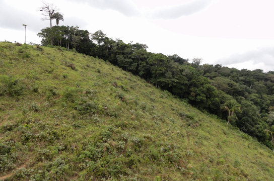 Pastagem com sinal de regeneração natural próxima a remanescente florestal (Foto: Paulo Molin)