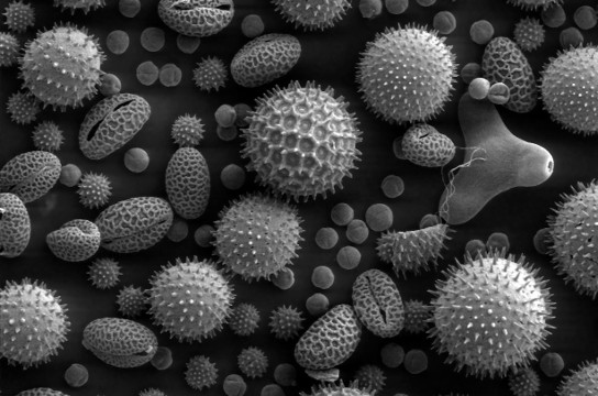 Grão de pólen em imagem de microscopia eletrônica (Fonte: Wikipedia)