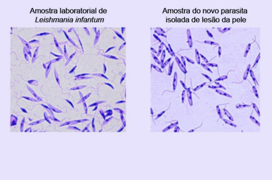 Imagem do novo parasita comparado com exemplares de Leishmania (Foto: Reprodução)