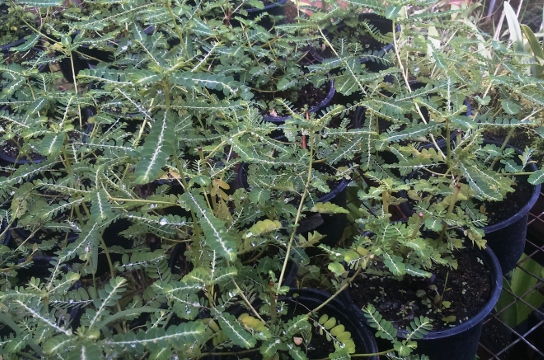 Plantas de Phyllanthus amarus micropropagadas in vitro e em cultivo em vaso (Foto: Divulgação)