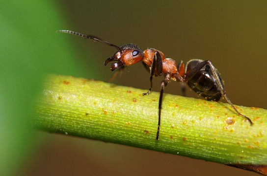 Projeto temático vinculado à Fapesp enfoca controle de formigas cortadeiras (Foto: Pixabay)