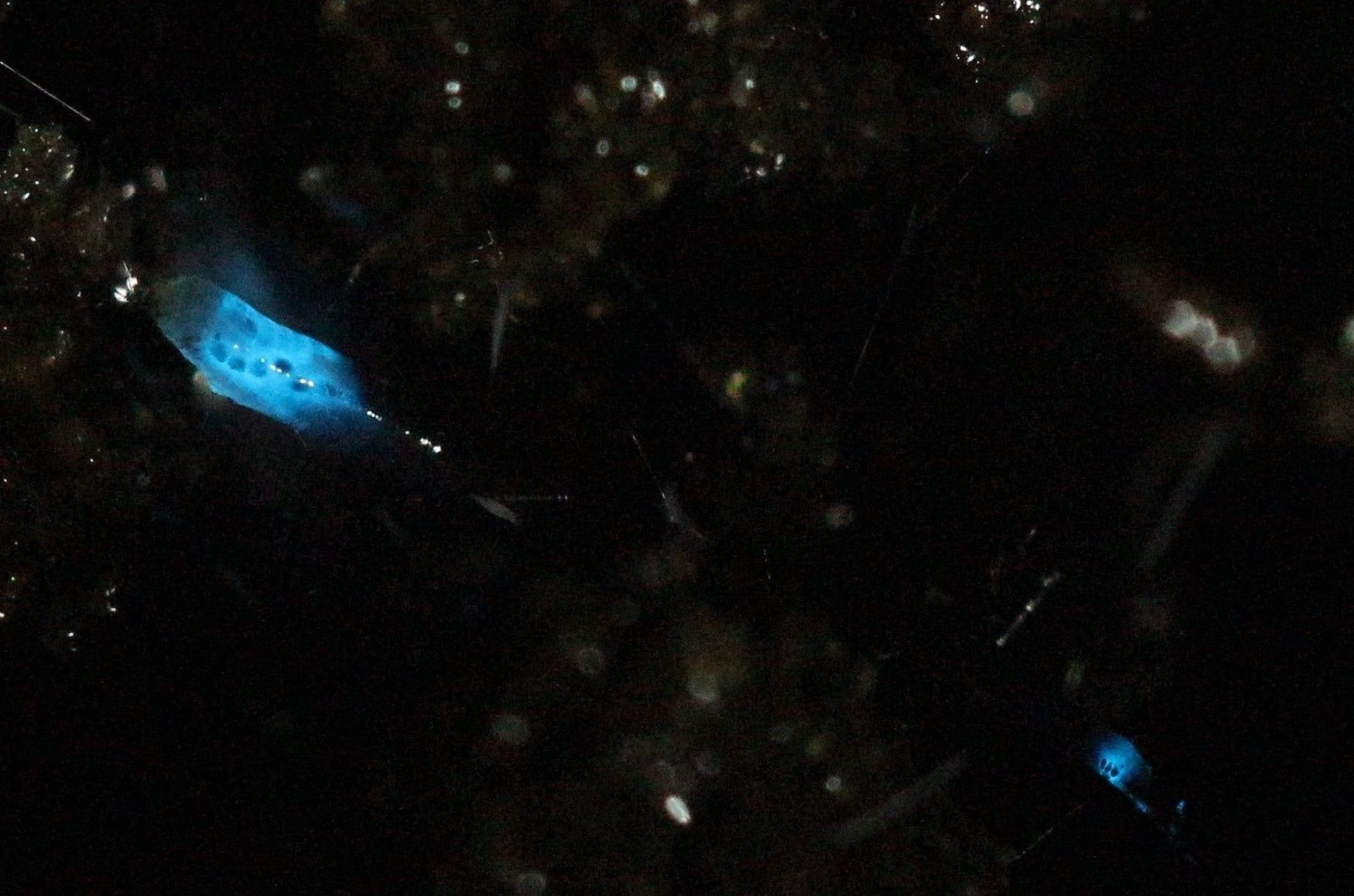 Estudo foca Orfelia bioluminescence, que emite luz azul (Foto: Acervo da pesquisa)
