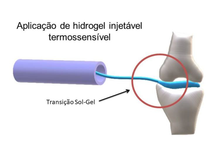 Um dos estudos mostra aplicação de hidrogel no menisco (Imagem: Acervo pesquisadores)