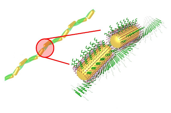 Nanobastões ao redor das fibras de peptídeo (Imagem: Extraída da Figura 1A do artigo, com permissão)