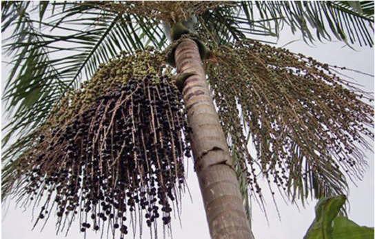 Palmeira Juçara, espécie ameaçada de extinção (Foto: Fiocruz)