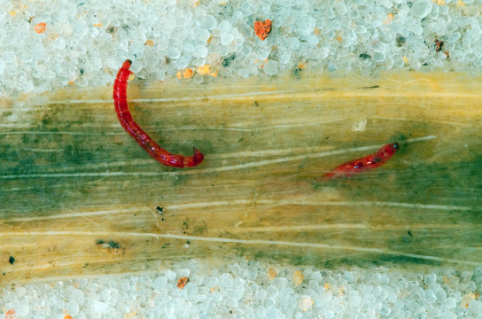 Larvas da família de mosquitos Chironomidae (Imagem: Livia Fusari)