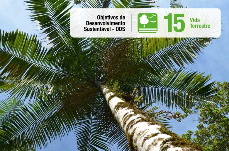 Projeto visa recuperar as populações da palmeira-juçara (Foto: infraestruturameioambiente.sp.gov.br)
