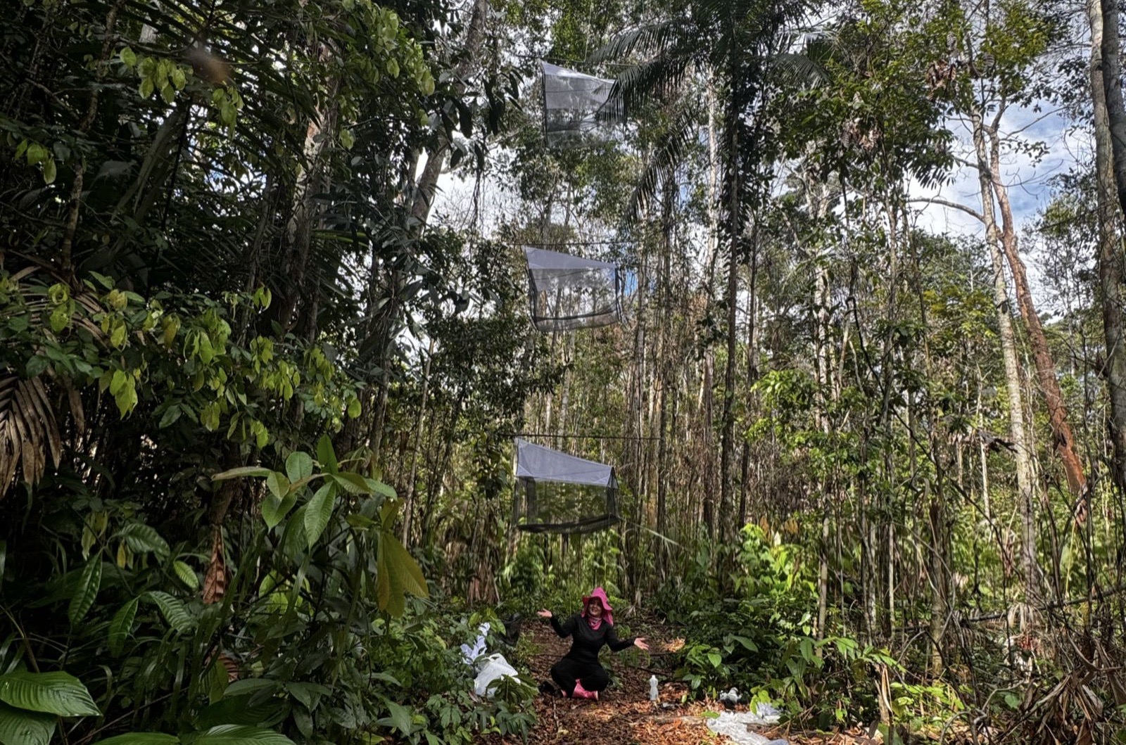 Estudo analisa vespas parasitoides em lavouras de mandioca na Amazônia