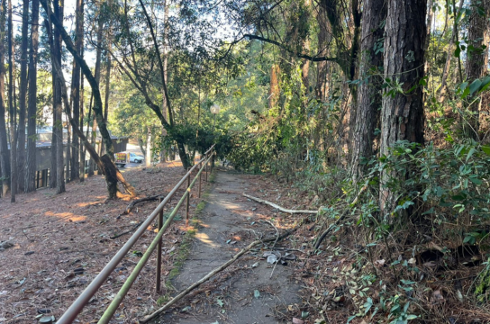 Remoção de bosques de vegetação exótica no Campus São Carlos