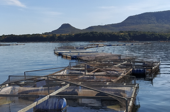 Produto já está disponível no mercado (Foto: Divulgação Terpenia Bioinsumos)