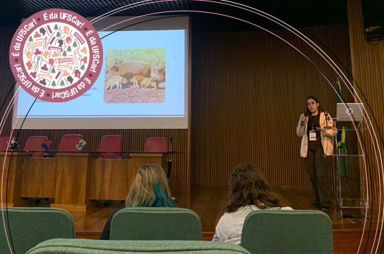 Pesquisa premiada pelo Inpe propõe estratégia para controle do javaporco