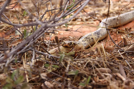 Comportamento é mais comum entre serpentes do que se pensava (Foto: Bryan Maritz)