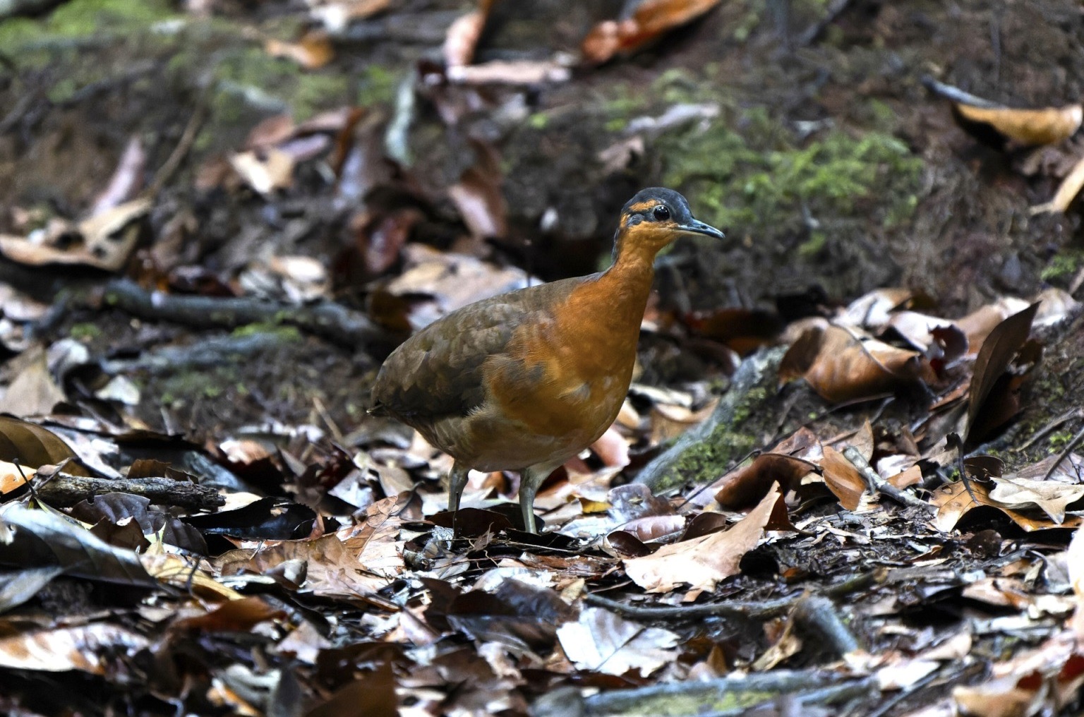 Estudante da UFSCar descobre nova espécie de ave na Amazônia