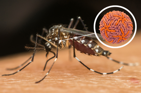 Pesquisa avança na busca por soluções contra o Zika (Imagem: Thiago Wisley, no Canva)