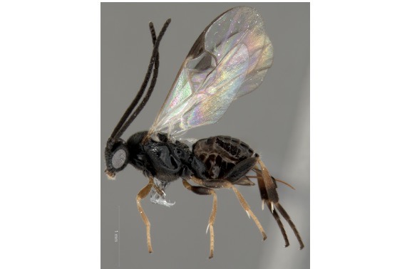 Exemplo de vespa no conjunto de dados da família de Braconidae (Foto: Luciana Fernandes / UFSCar)