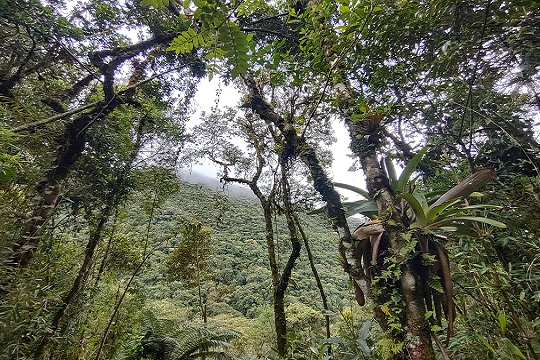 Pesquisa revela avanço da restauração na Mata Atlântica na última década