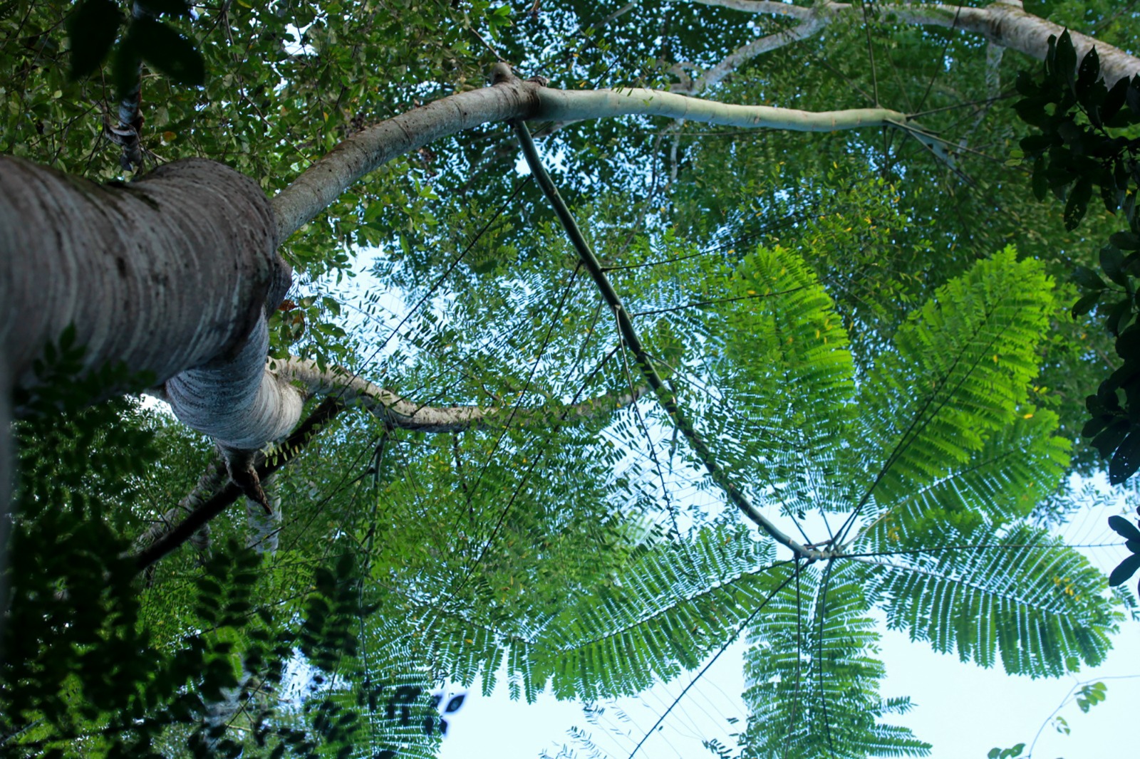 Evento no BNDES dá a largada a projeto de inovação em silvicultura
