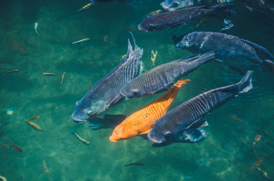 Peixes invasores estão reconfigurando ecossistemas aquáticos globais