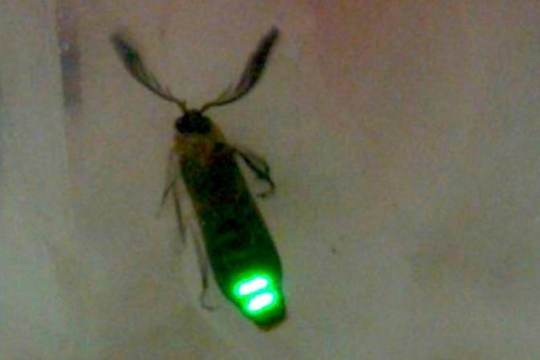 Sensor bioluminescente da UFSCar mede pH em células de câncer colorretal