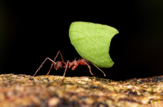 Compostos de plantas amazônicas mostram ação contra formigas cortadeiras