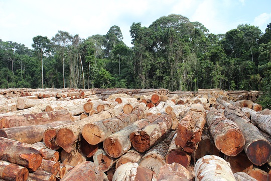 Estudo internacional aponta caminhos para proteger a Amazônia