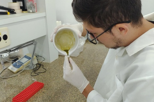 Pesquisa investiga resposta de plantas à contaminação por cádmio